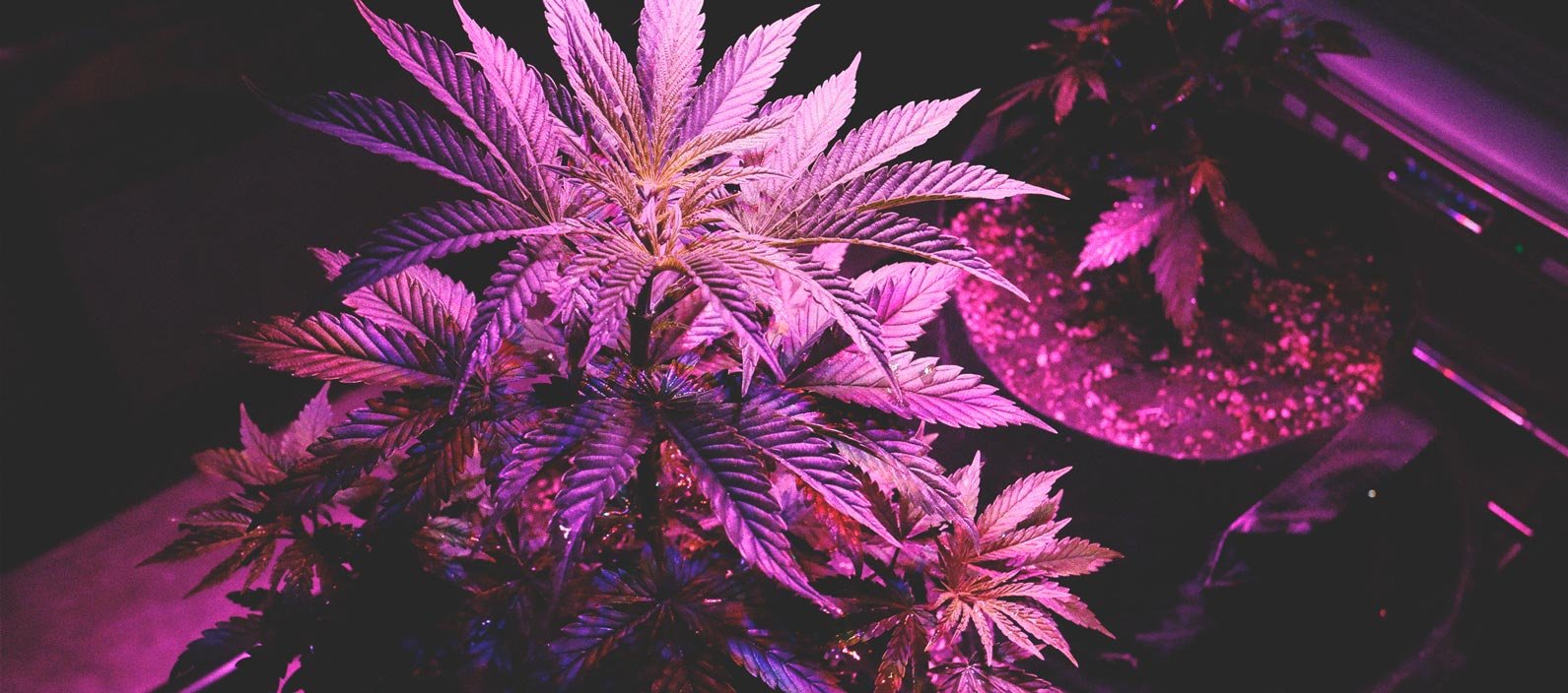 Using LED Grow Lights For Cannabis: 6 Mistakes to Avoid