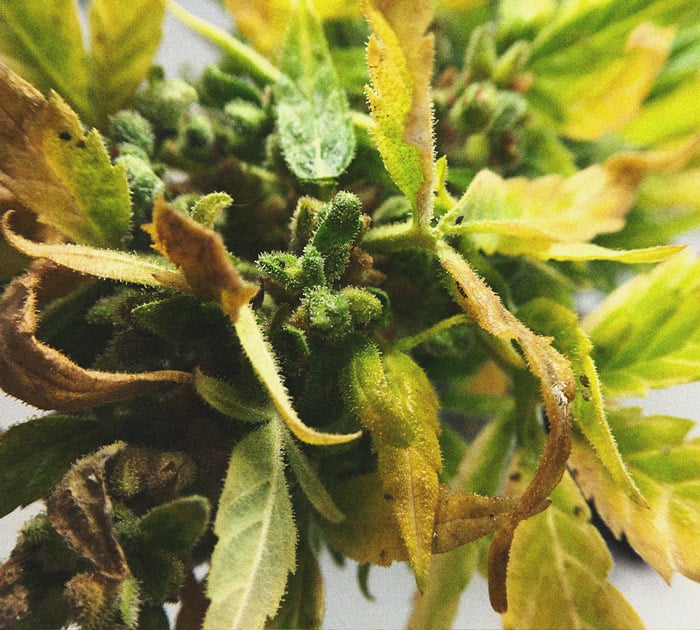 CANNABIS AILMENTS CANNABIS AILMENTS