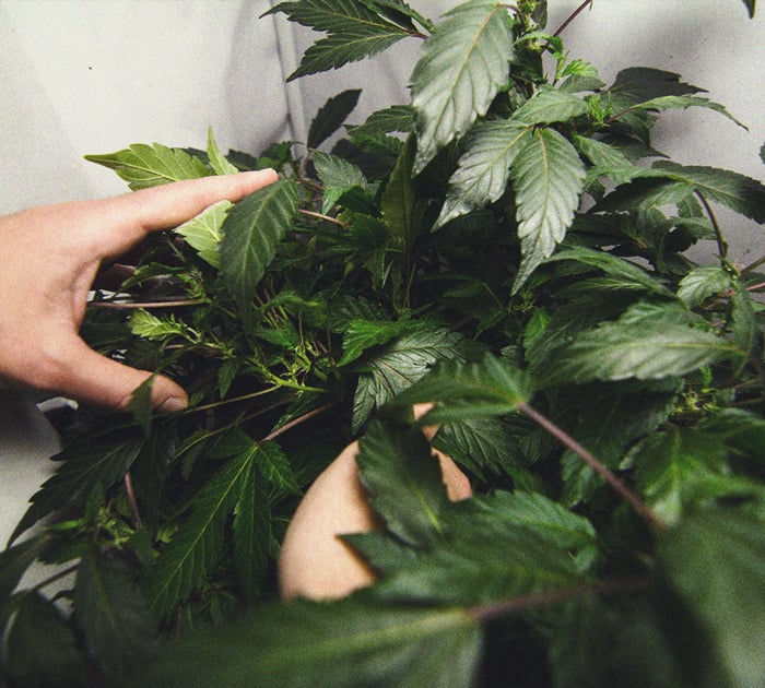 CANNABIS AILMENTS CANNABIS AILMENTS