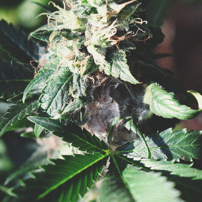 How To Detect Mouldy Weed When You’re Growing How To Detect Mouldy Weed When You’re Growing