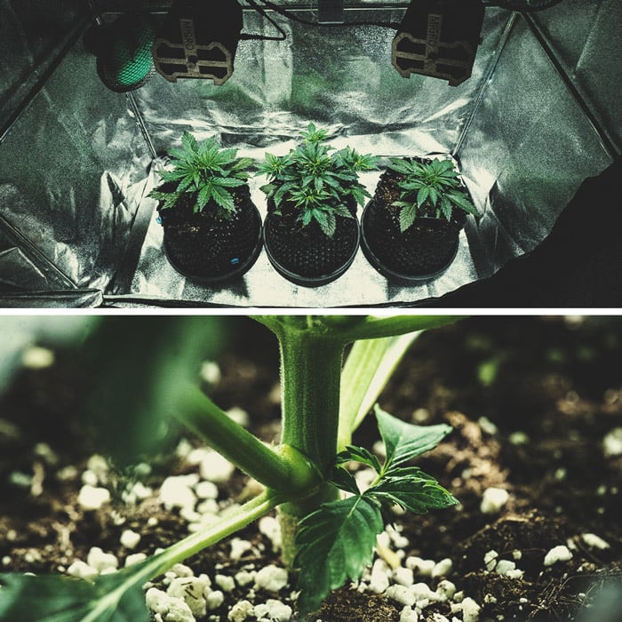 Purple Punch Automatic Grow Report Purple Punch Automatic Grow Report
