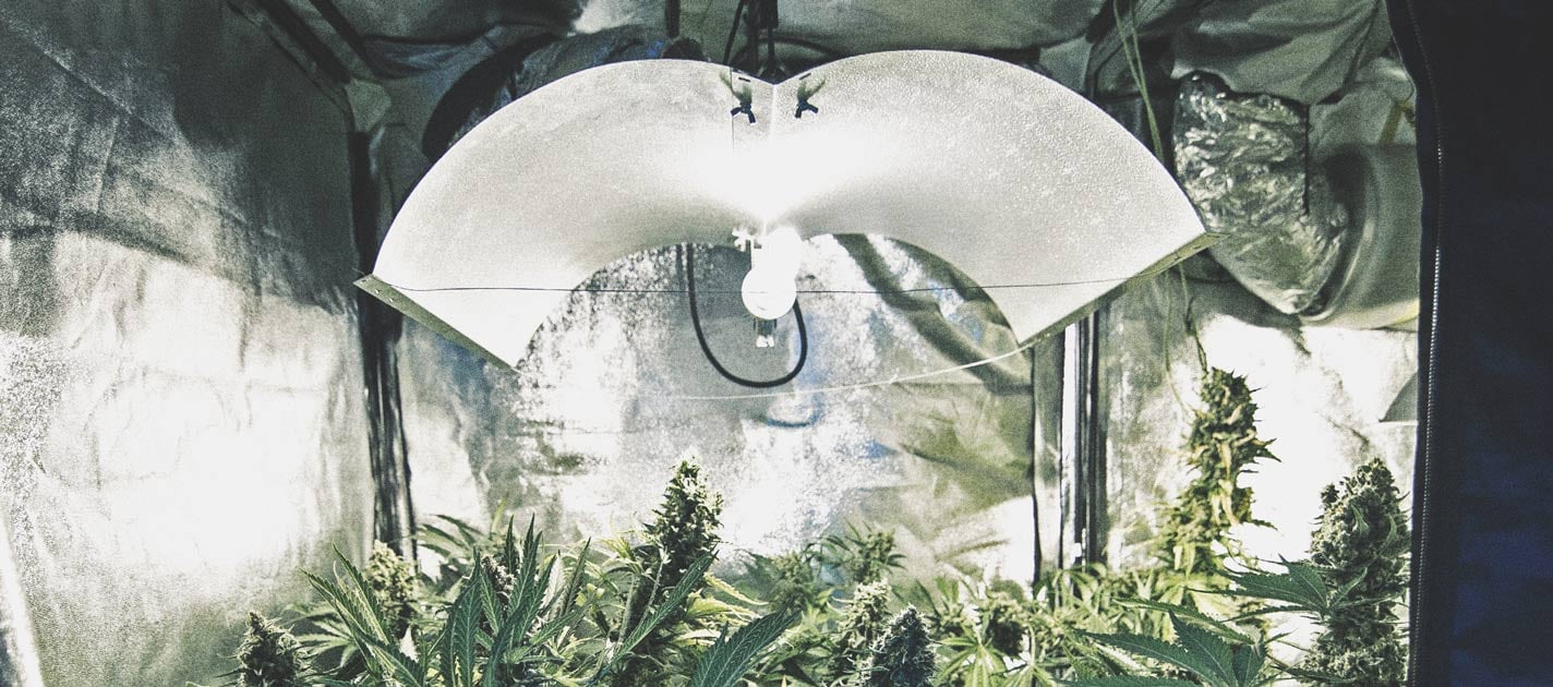 How to Automate Your Cannabis Grow Operation