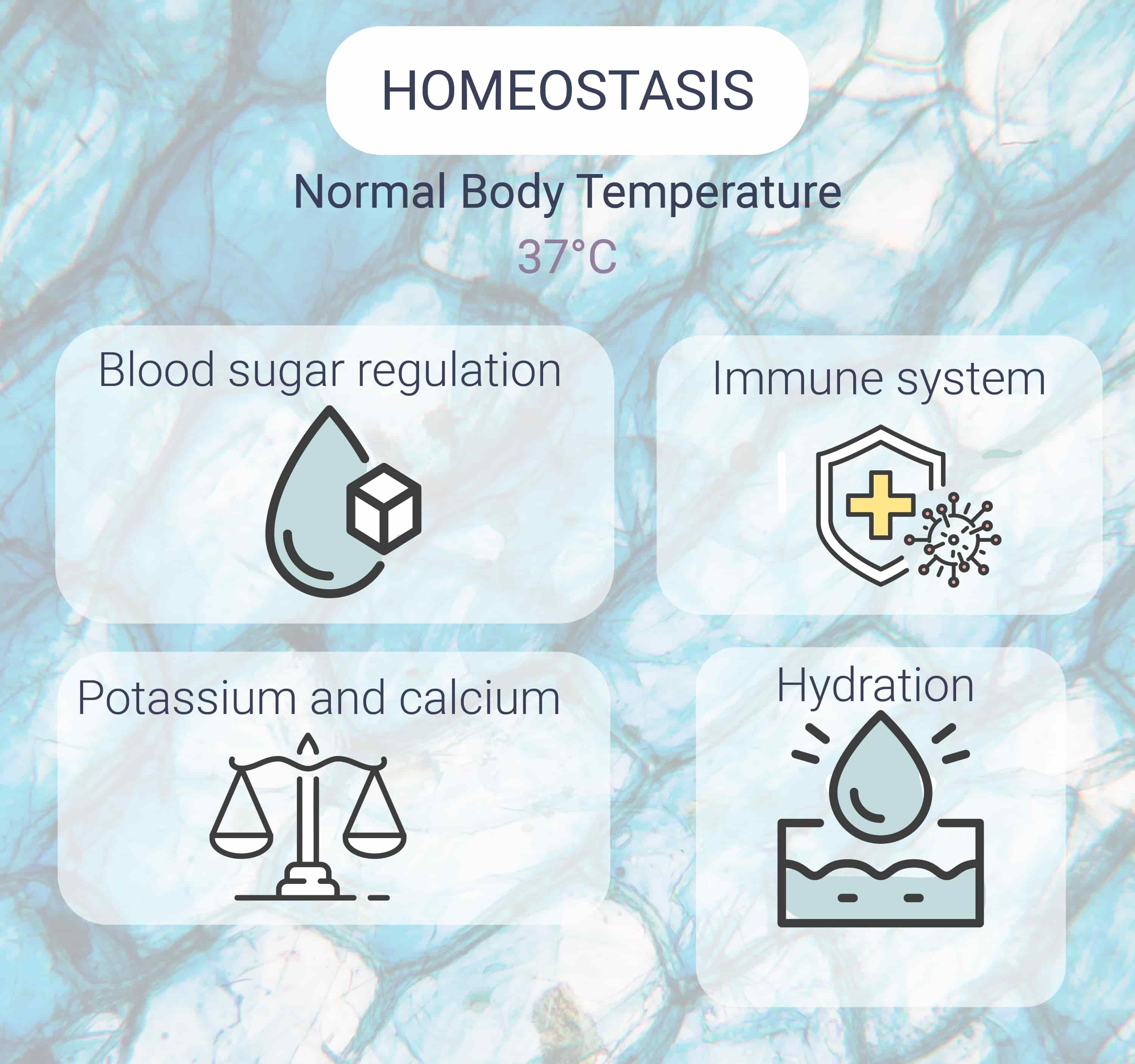 What Is Homeostasis?