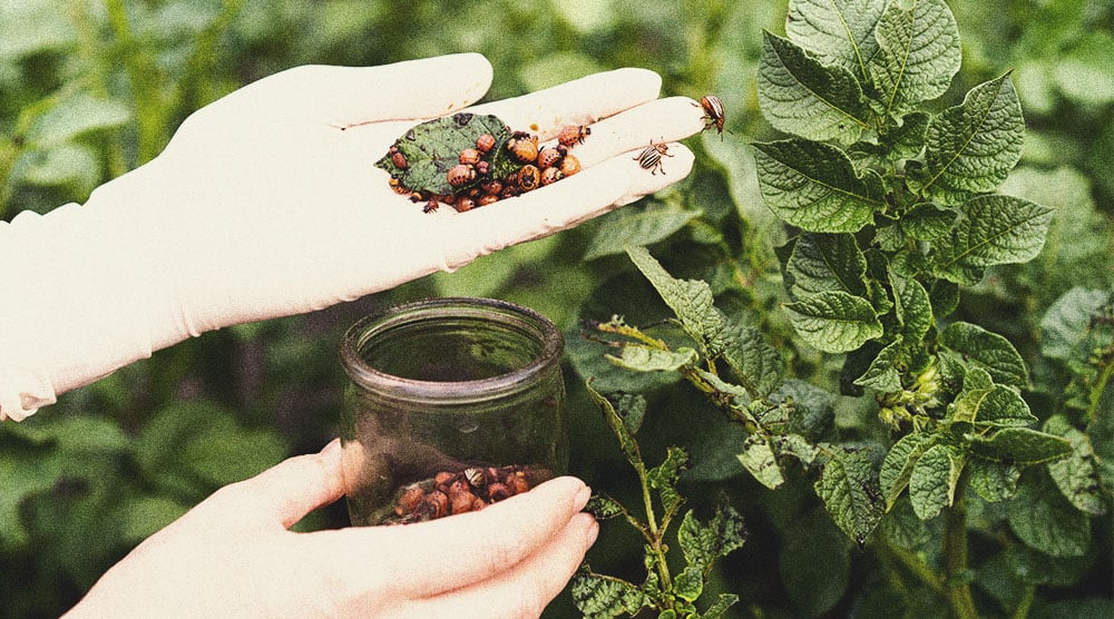 Pesticide Alternatives for Growing Cannabis Pesticide Alternatives for Growing Cannabis