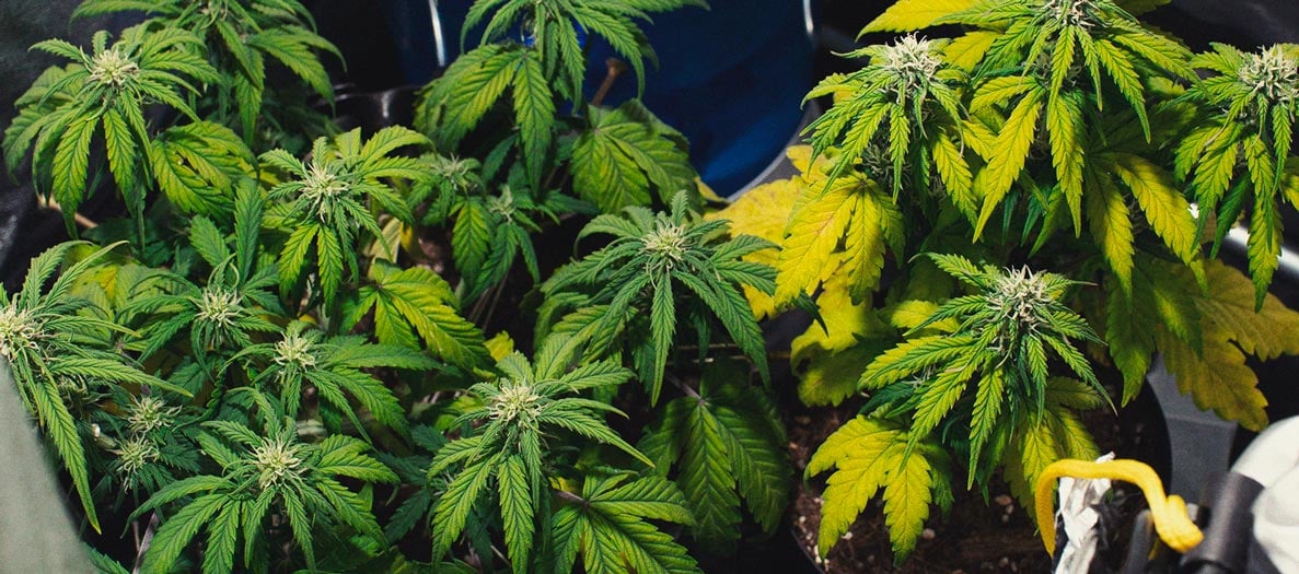 CANNABIS AILMENTS CANNABIS AILMENTS