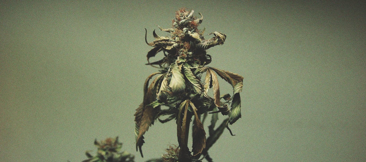 Identification of Cannabis Nute Burn Identification of Cannabis Nute Burn