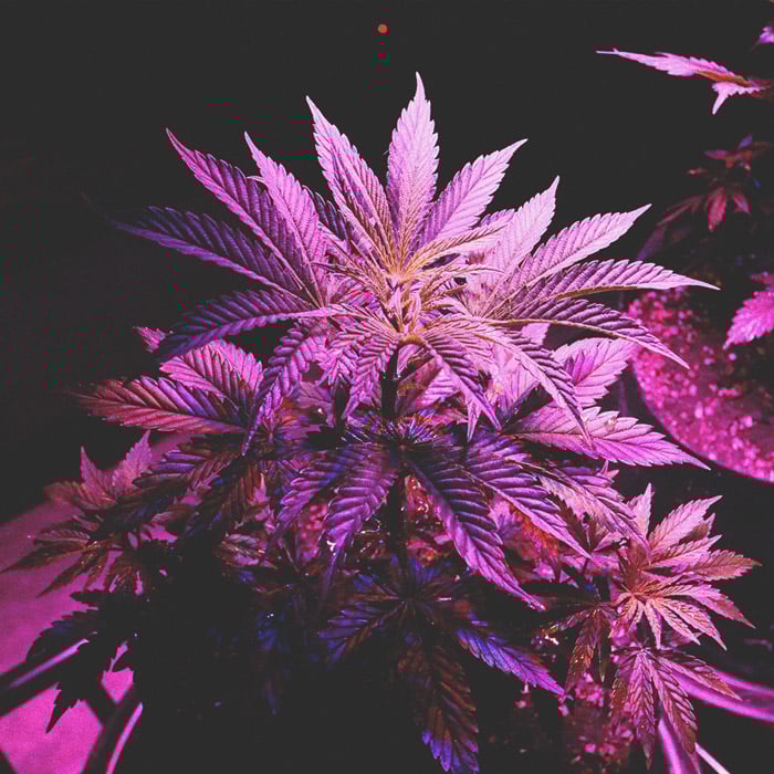 Using LED Grow Lights For Cannabis: 6 Mistakes to Avoid Using LED Grow Lights For Cannabis: 6 Mistakes to Avoid