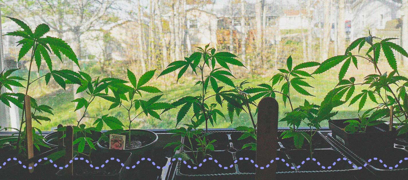 How To Successfully Grow Weed On Your Windowsill