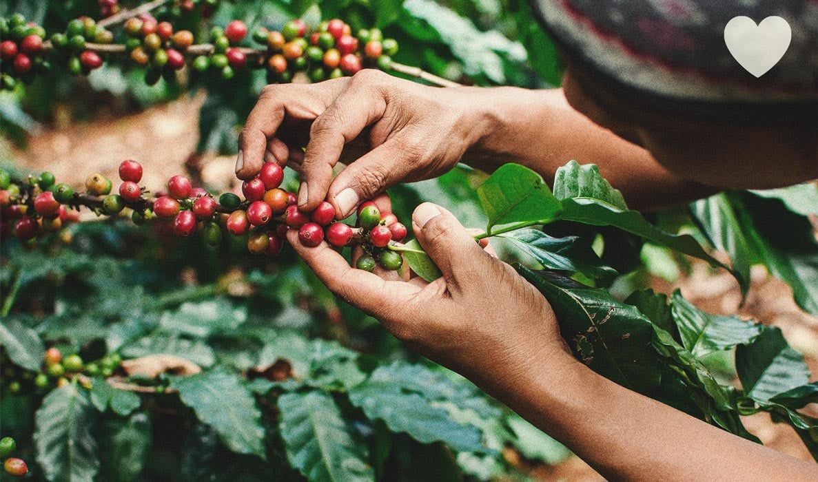 How to Use Coffee Grounds as an All-Natural Cannabis Fertiliser How to Use Coffee Grounds as an All-Natural Cannabis Fertiliser