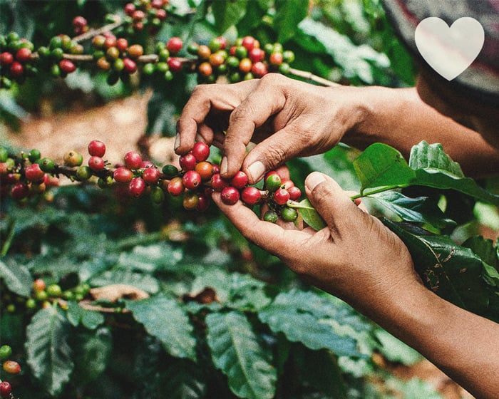 How to Use Coffee Grounds as an All-Natural Cannabis Fertiliser