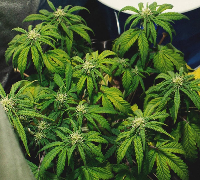 CANNABIS AILMENTS CANNABIS AILMENTS