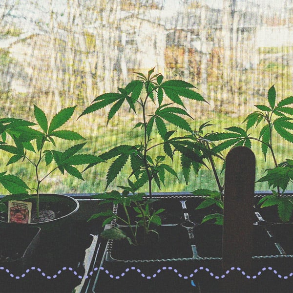 How To Successfully Grow Weed On Your Windowsill