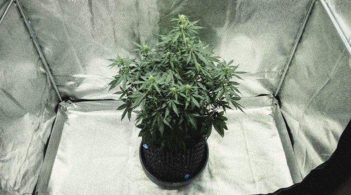 Learn How To Grow Autoflowers: Week-By-Week Guide Learn How To Grow Autoflowers: Week-By-Week Guide