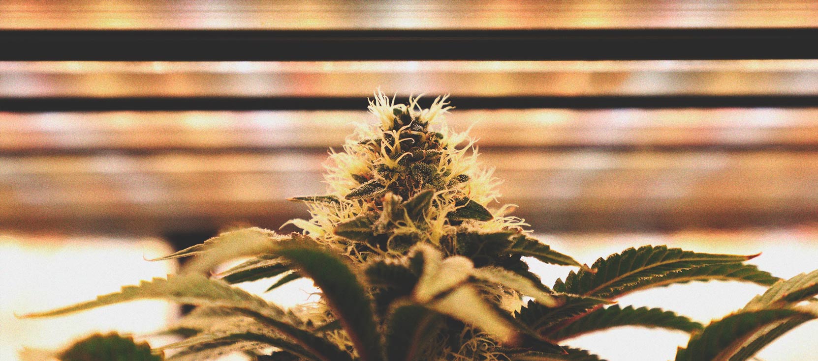 Using LED Grow Lights For Cannabis: 6 Mistakes to Avoid