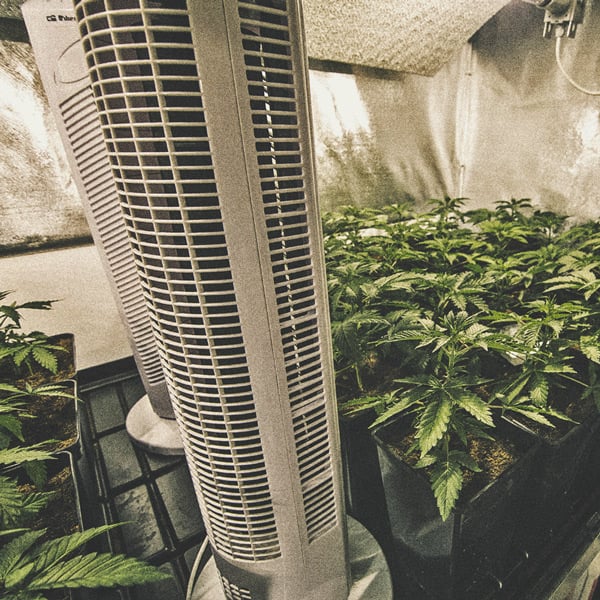 How to Automate Your Cannabis Grow Operation