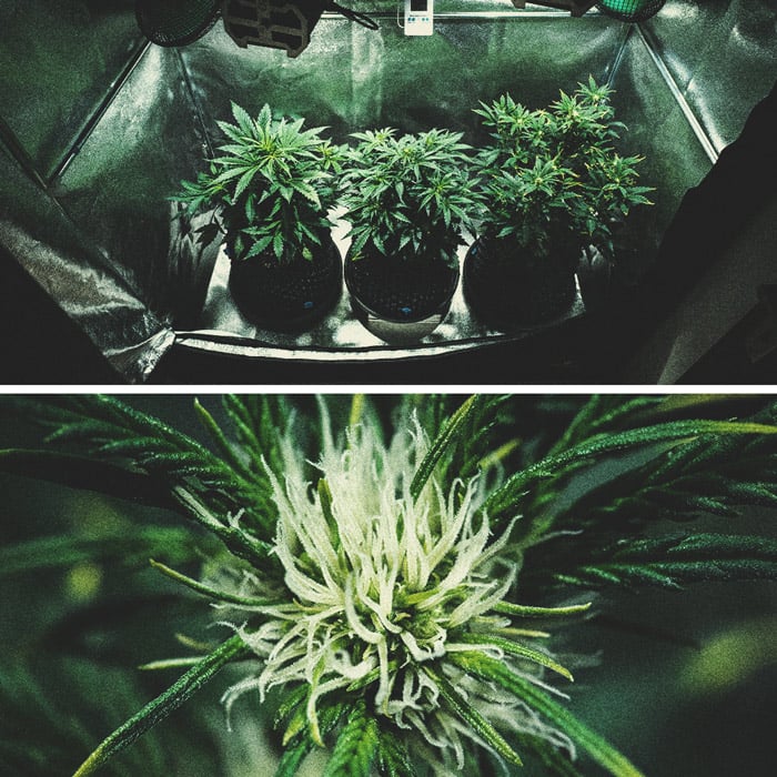 Purple Punch Automatic Grow Report Purple Punch Automatic Grow Report