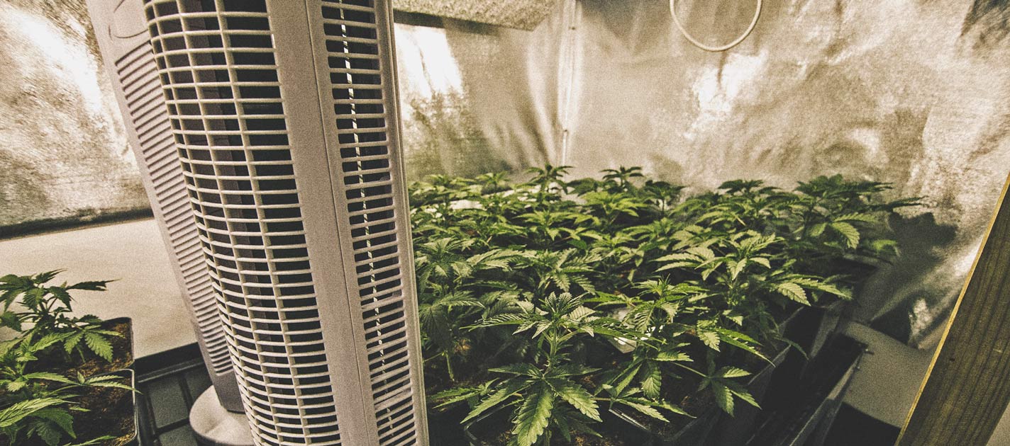 How to Automate Your Cannabis Grow Operation