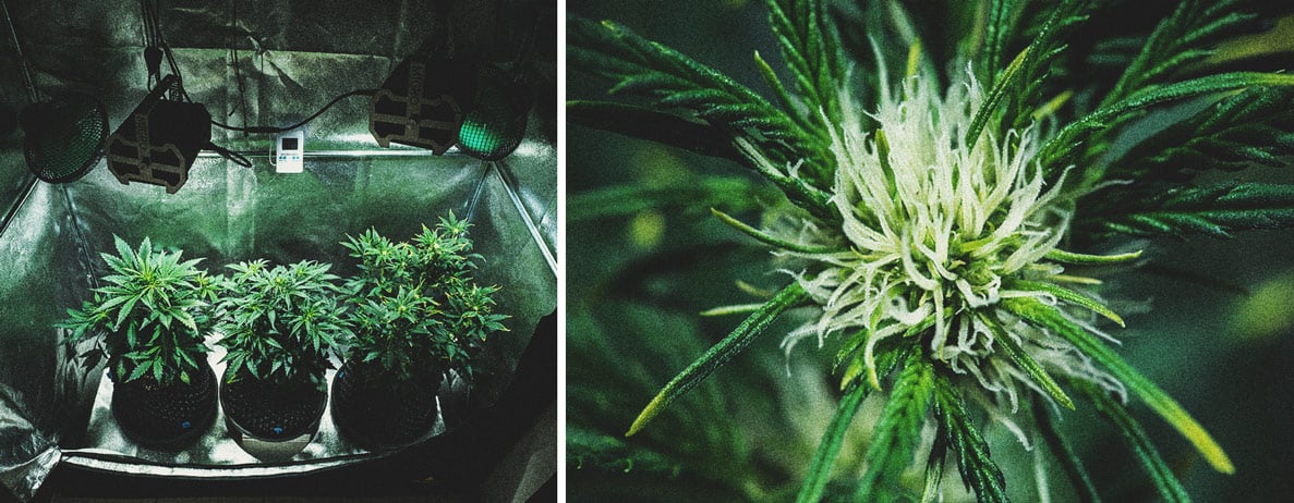 Purple Punch Automatic Grow Report Purple Punch Automatic Grow Report