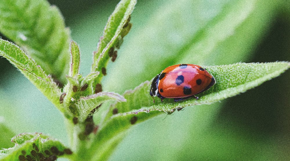 Pesticide Alternatives for Growing Cannabis Pesticide Alternatives for Growing Cannabis