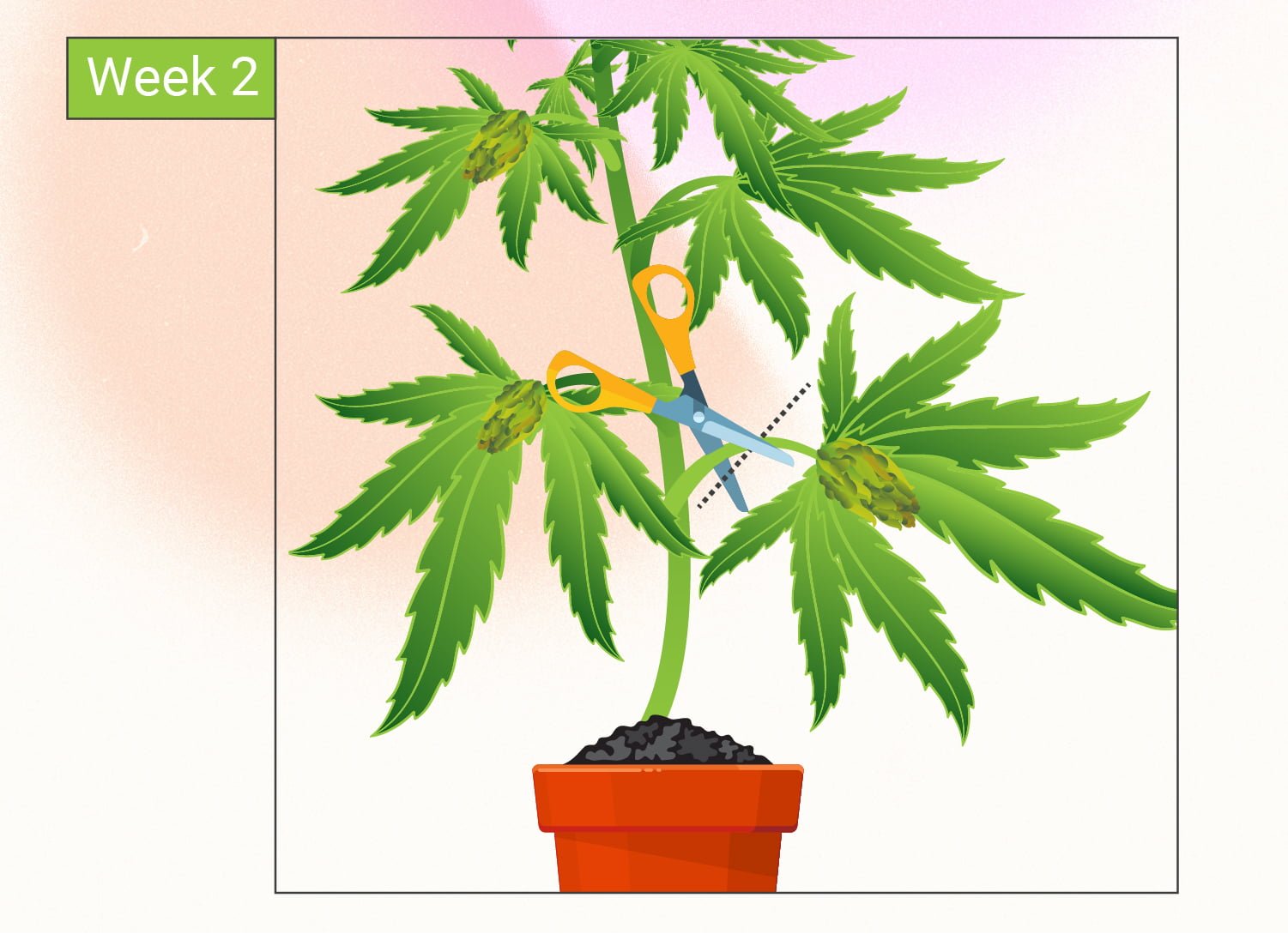 Monster Cropping Cannabis: Step-By-Step Guide Monster Cropping Cannabis: Step-By-Step Guide