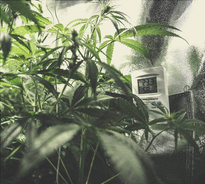 How to Grow Stronger Weed How to Grow Stronger Weed