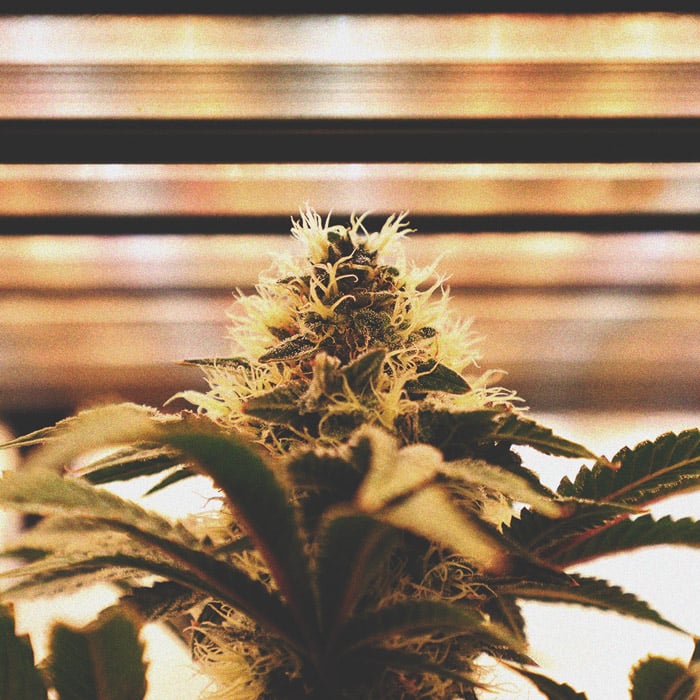Using LED Grow Lights For Cannabis: 6 Mistakes to Avoid Using LED Grow Lights For Cannabis: 6 Mistakes to Avoid