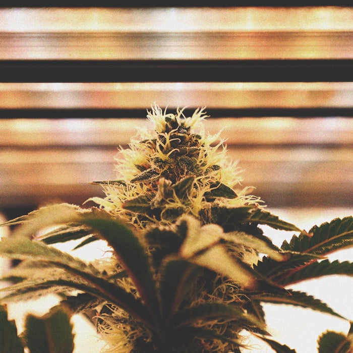 Using LED Grow Lights For Cannabis: 6 Mistakes to Avoid