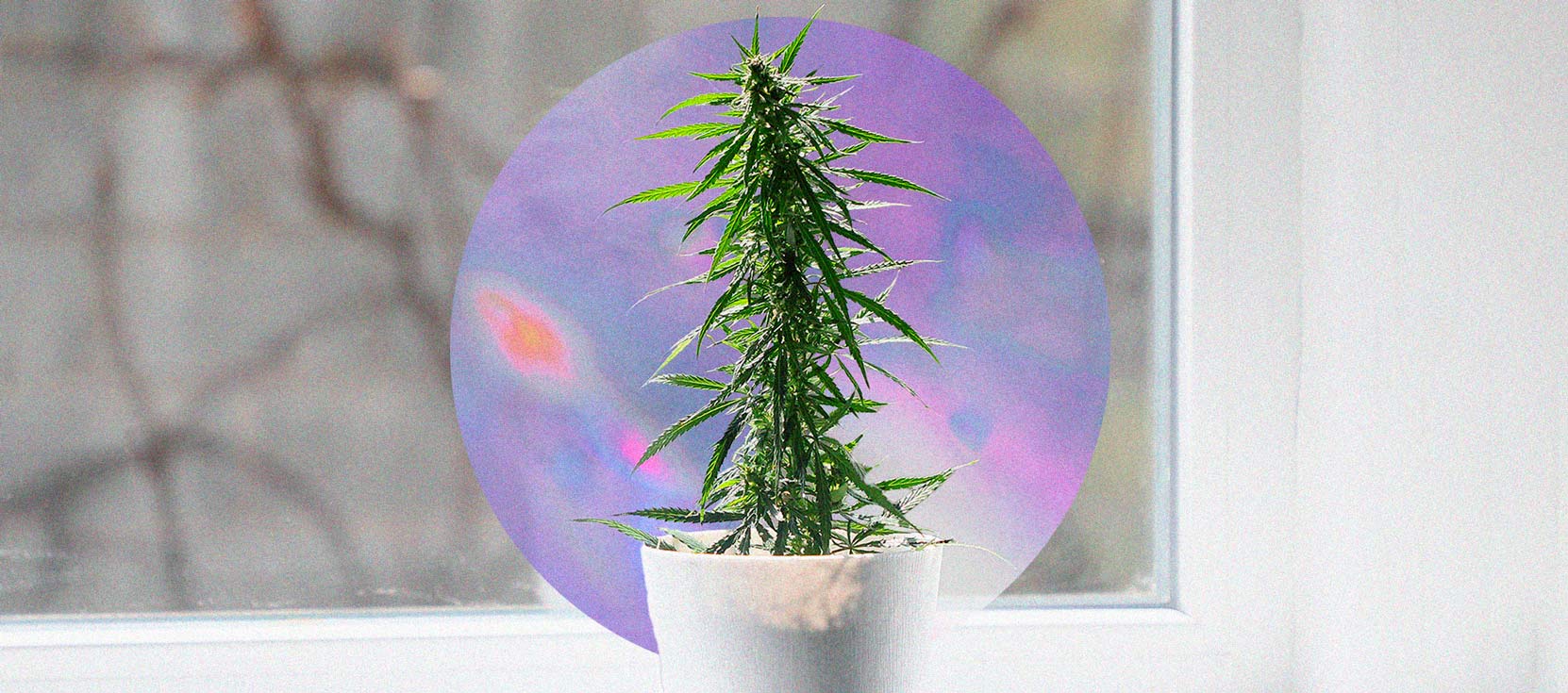 How To Successfully Grow Weed On Your Windowsill