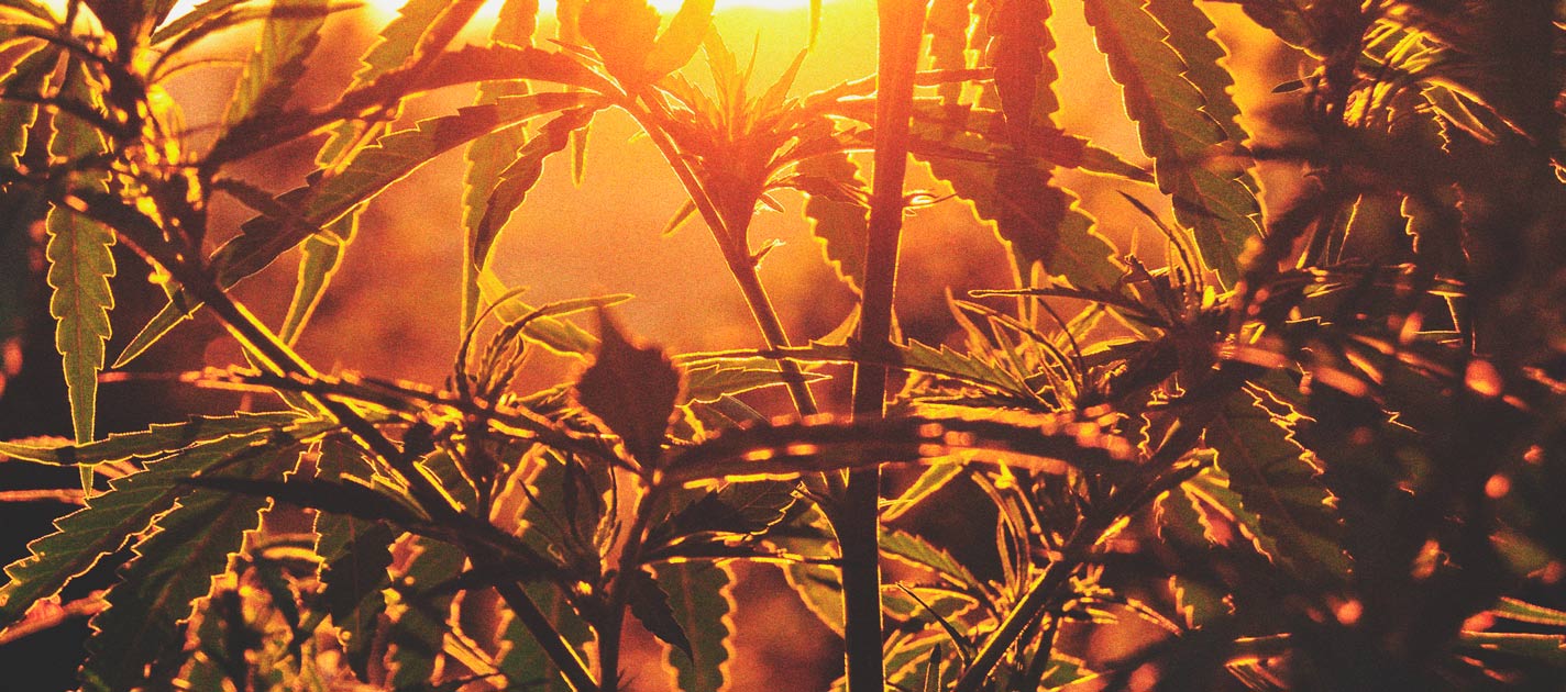 Response of Sativa Strains to Photoperiod Response of Sativa Strains to Photoperiod