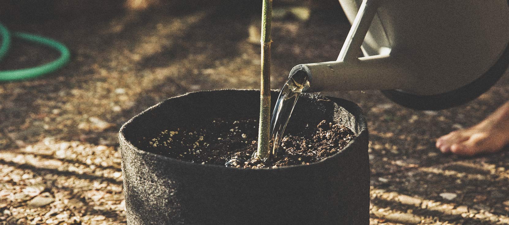 The Basics of Cannabis Outdoor Growing (Part 2)