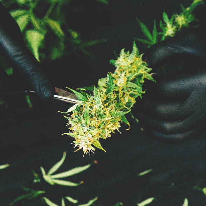 How To Prevent and Detect Mouldy Weed When Drying, Curing, and Storinga