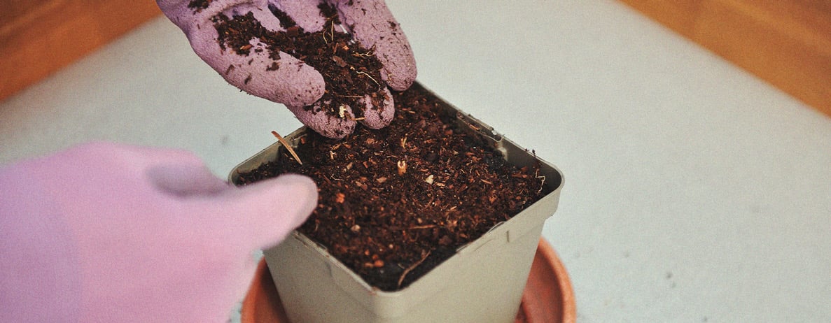 Why Seaweed Is a Superfood for Cannabis Plants Why Seaweed Is a Superfood for Cannabis Plants