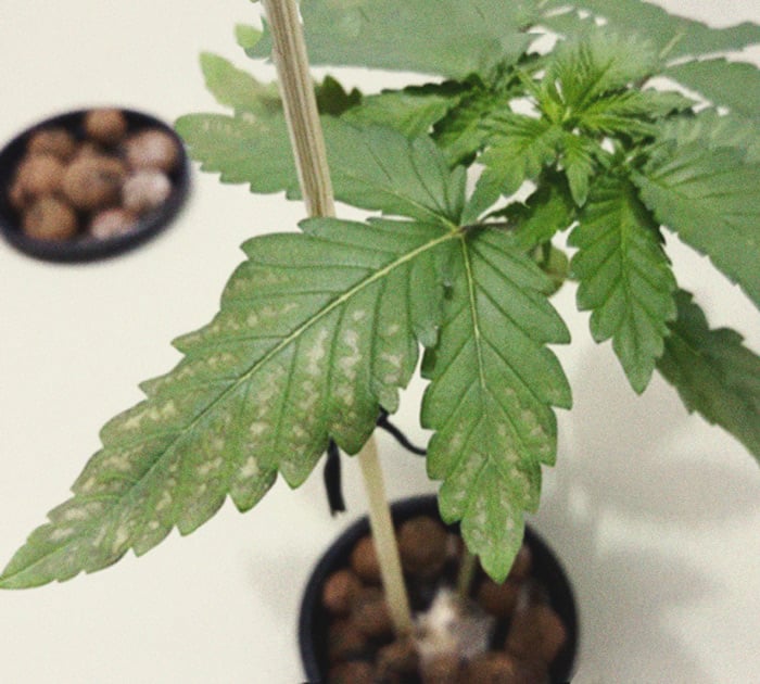 CANNABIS AILMENTS CANNABIS AILMENTS