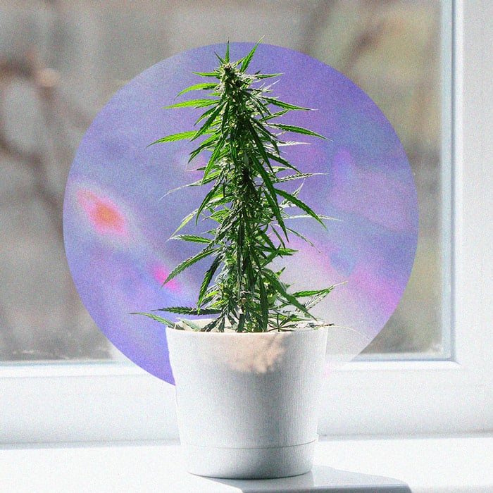 How To Successfully Grow Weed On Your Windowsill