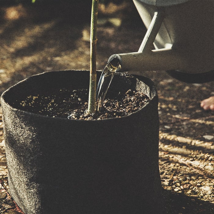 The Basics of Cannabis Outdoor Growing (Part 2) The Basics of Cannabis Outdoor Growing (Part 2)