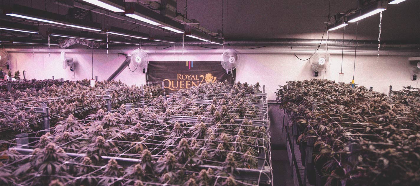 Using LED Grow Lights For Cannabis: 6 Mistakes to Avoid Using LED Grow Lights For Cannabis: 6 Mistakes to Avoid