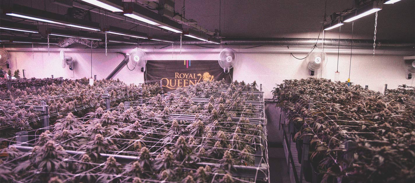 Using LED Grow Lights For Cannabis: 6 Mistakes to Avoid