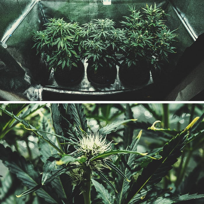 Purple Punch Automatic Grow Report Purple Punch Automatic Grow Report