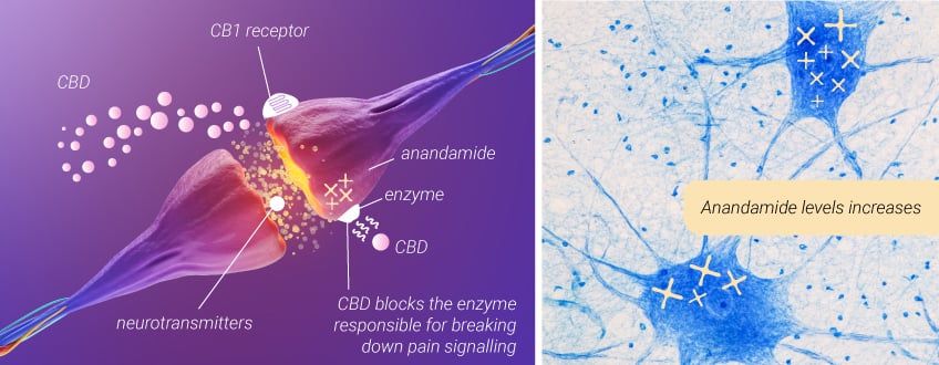Marijuana for Back Pain: CBD Marijuana for Back Pain: CBD