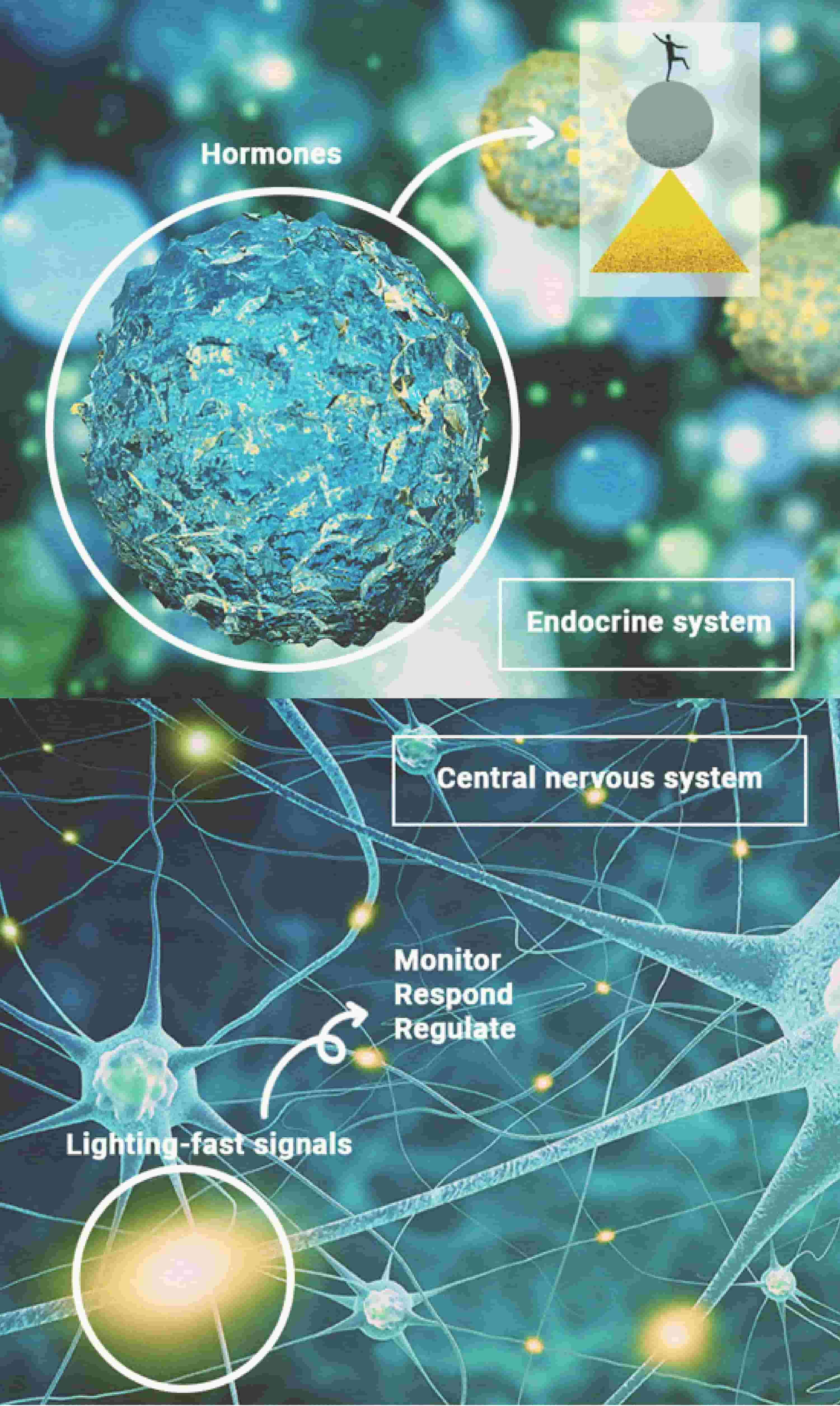 How Homeostasis Works