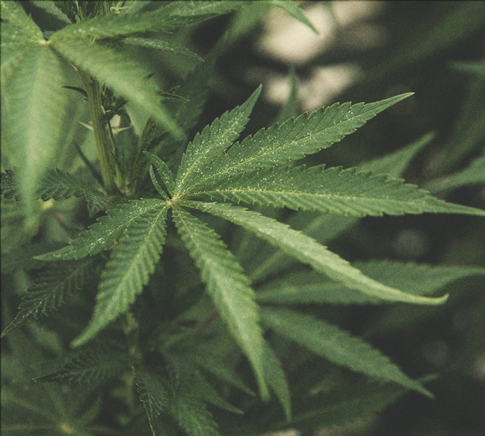 How to Grow Stronger Weed How to Grow Stronger Weed