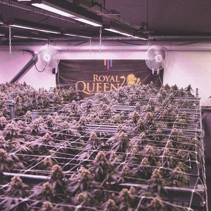 Using LED Grow Lights For Cannabis: 6 Mistakes to Avoid Using LED Grow Lights For Cannabis: 6 Mistakes to Avoid