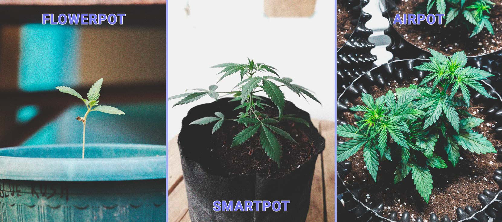 How To Successfully Grow Weed On Your Windowsill