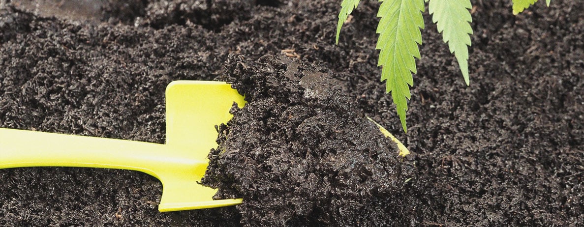 Why Seaweed Is a Superfood for Cannabis Plants Why Seaweed Is a Superfood for Cannabis Plants