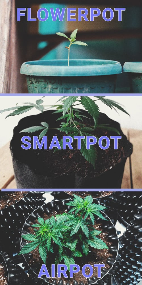 How To Successfully Grow Weed On Your Windowsill How To Successfully Grow Weed On Your Windowsill