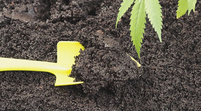 Why Seaweed Is a Superfood for Cannabis Plants Why Seaweed Is a Superfood for Cannabis Plants