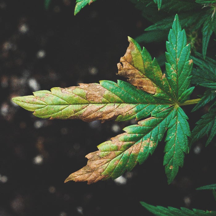 Nutrient Burn vs Nutrient Deficiency Nutrient Burn vs Nutrient Deficiency