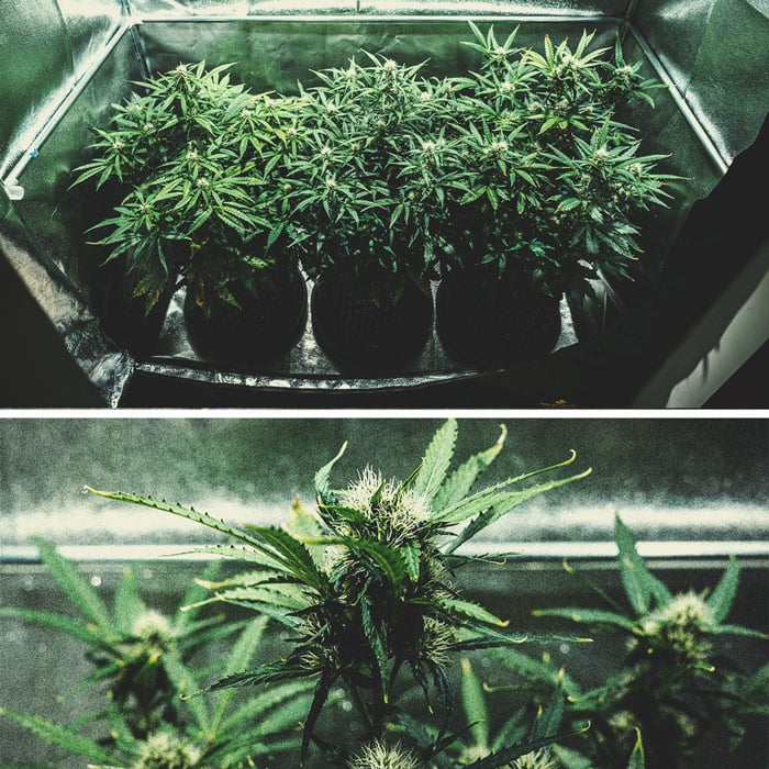Purple Punch Automatic Grow Report Purple Punch Automatic Grow Report