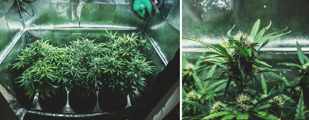 Purple Punch Automatic Grow Report Purple Punch Automatic Grow Report