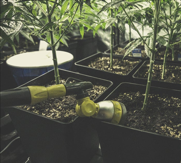 How to Grow Stronger Weed How to Grow Stronger Weed